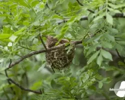 Vireo flavoviridis