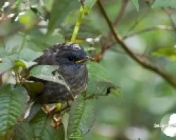 Catharus gracilirostris