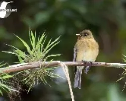 Contopus ochraceus