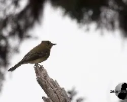 Contopus ochraceus