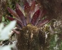 Contopus ochraceus