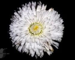 Flor