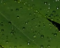 Flor con gotas