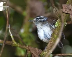 Thryorchilus browni