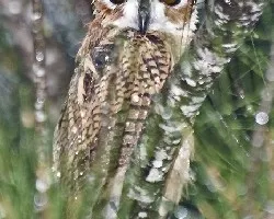 Pseudoscops clamator