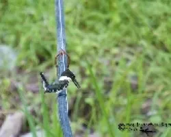 Chloroceryle americana