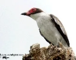 Tityra semifasciata