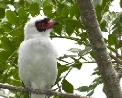 Tityra semifasciata