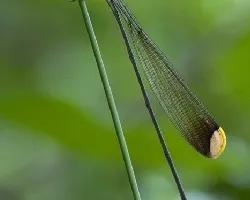 Libélula - Mecistogaster ornata