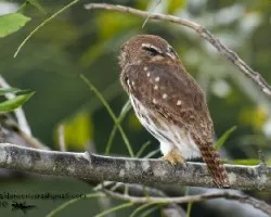 Glaucidium brasilianum