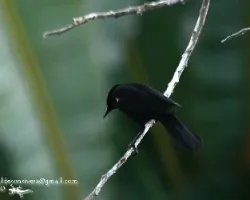 Agelaius phoeniceus