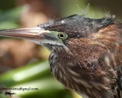 Butorides virescens