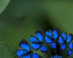 Fractal