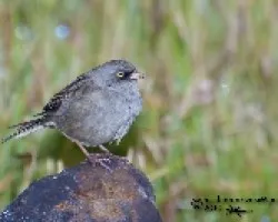Junco vulcani