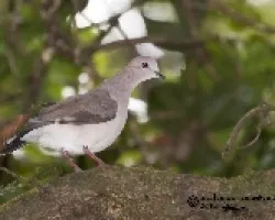 Leptotila verreauxi