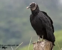 Coragyps atratus