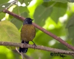 Pezopetes capitalis