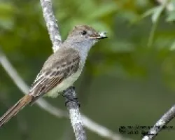 Myiarchus tyrannulus