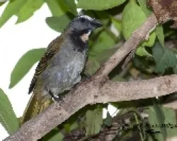 Saltator maximus