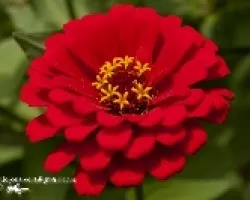 Conocida como Matrimonio