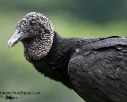 Coragyps atratus