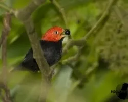 Pipra mentalis