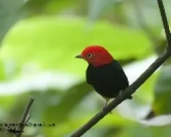 Pipra mentalis