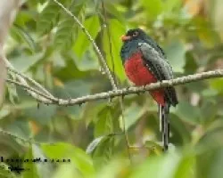 Trogon massena