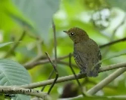 Pipra mentalis