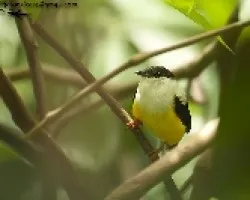 Manacus candei