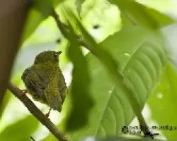 Manacus candei