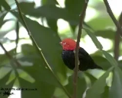 Pipra mentalis