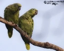 Amazona farinosa