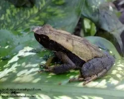 Rhaebo haematiticus