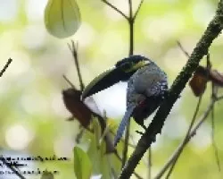 Selenidera spectabilis