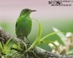 Chlorophanes spiza