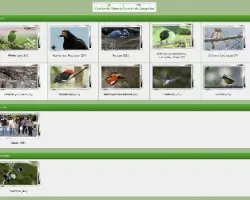 Organice sus fotos en álbumes y sus álbumes en categorías! (Nuevo!) 