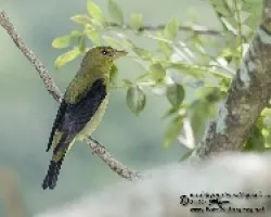 Piranga olivacea