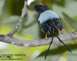Chiroxiphia linearis