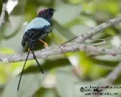 Chiroxiphia linearis