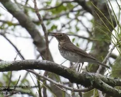 Catharus ustulatus