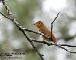 Piranga rubra