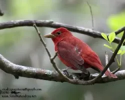 Piranga rubra
