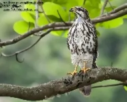 Buteo plagiatus