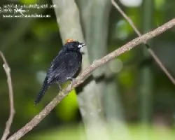 Tachyphonus delattrii