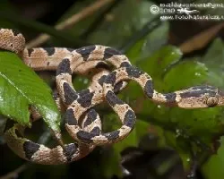 Imantodes cenchoa