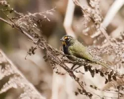 Tiaris olivaceus