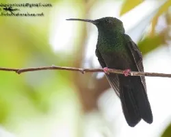Chalybura urochrysia