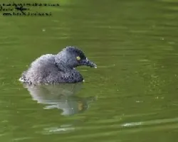 Tachybaptus dominicus