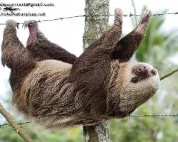Bradypus variegatus